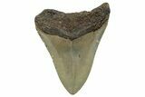 Serrated, Fossil Megalodon Tooth - North Carolina #255216-1